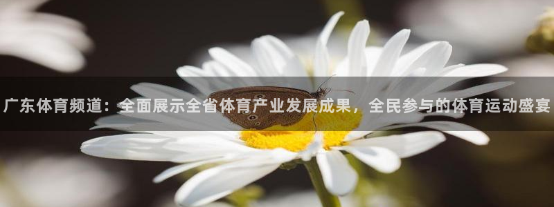 广东体育频道：全面展示全省体育产业发展成果，全民参与的体育运动盛宴