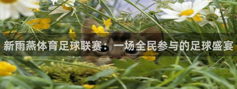 新雨燕体育足球联赛：一场全民参与的足球盛宴