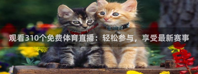 观看310个免费体育直播：轻松参与，享受最新赛事