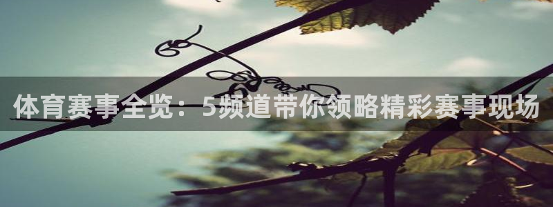 体育赛事全览：5频道带你领略精彩赛事现场